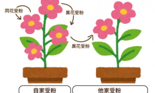 跟冬虫夏草很像的东西叫什么-功效类似冬虫夏草网 - 网站提供功效类似冬虫夏草的药材小常识、和冬虫夏草长得很像的一种东西