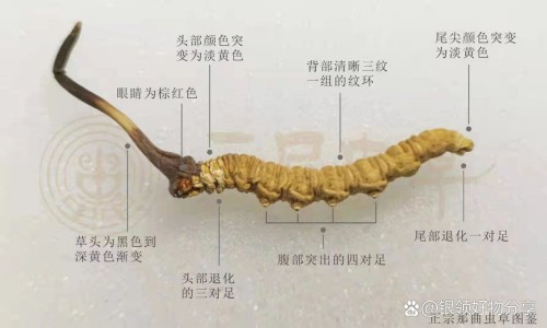 功效类似冬虫夏草网 - 网站提供功效类似冬虫夏草的药材小常识、和冬虫夏草长得很像的一种东西